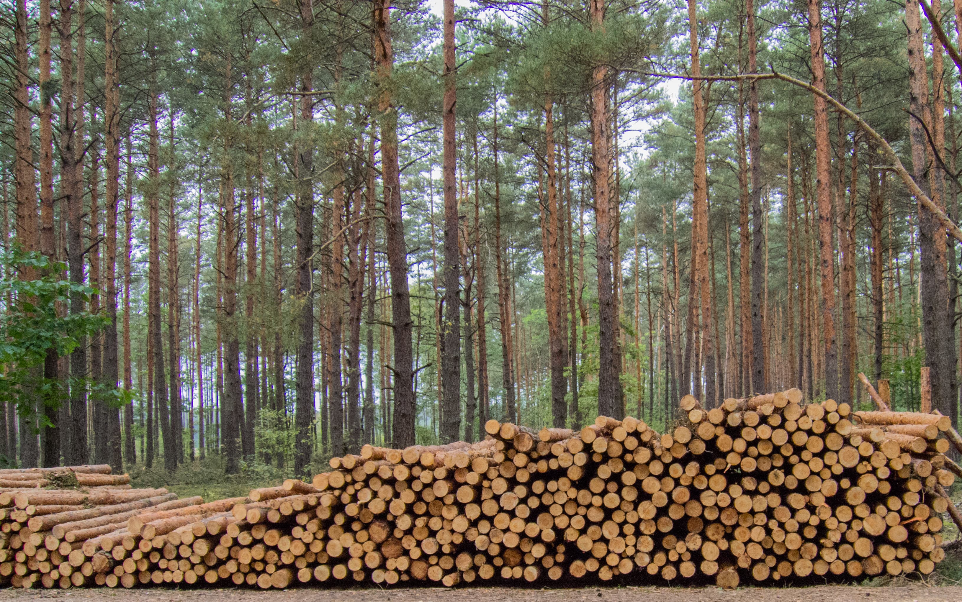 Arkansas Commits Over $2B in Timber Industry